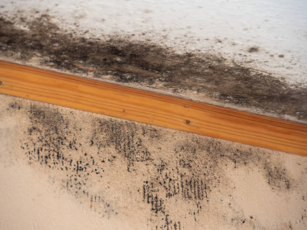 Best Mold Damage Restoration  in Milford City, CT