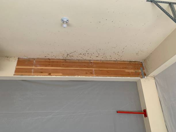 Best Post-Construction Mold Inspection  in Milford City, CT